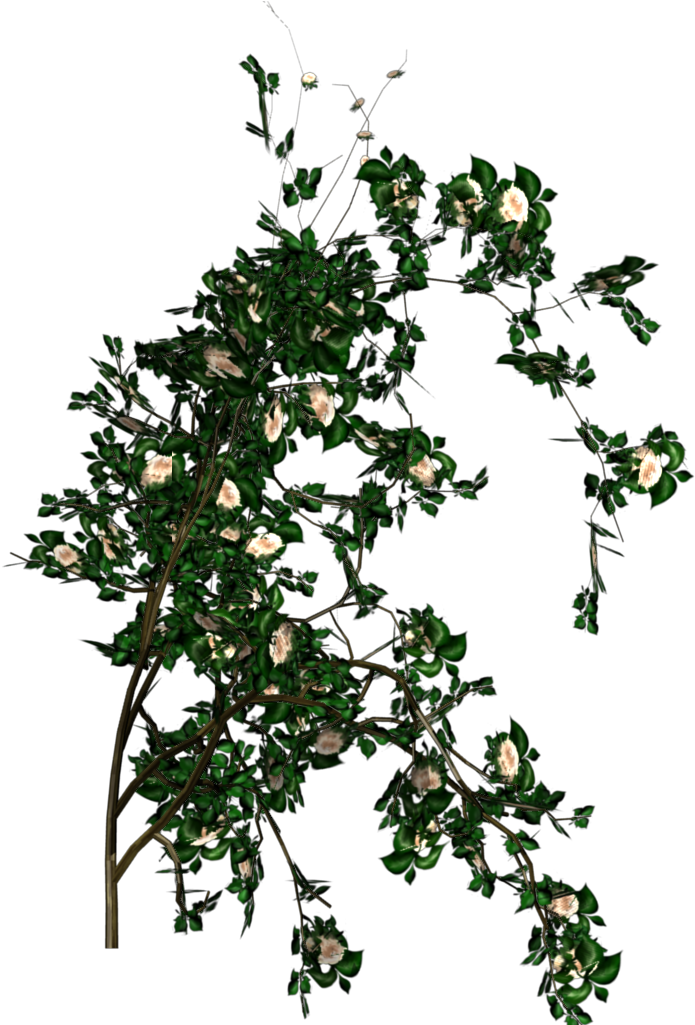 Rose - Rose Tree Png (868x1024)