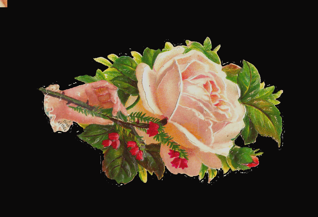 Clip Art Antique Images Free Flower Graphic White Rose - Garden Roses (1310x896)