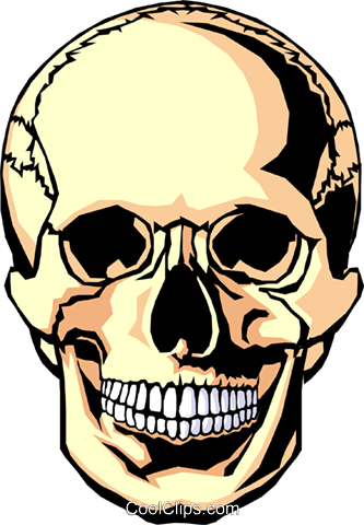 Human Skull Royalty Free Vector Clip Art Illustration - Clip Art (333x480)