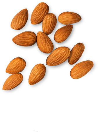 Almond Png Clipart - Almond Png (580x540)