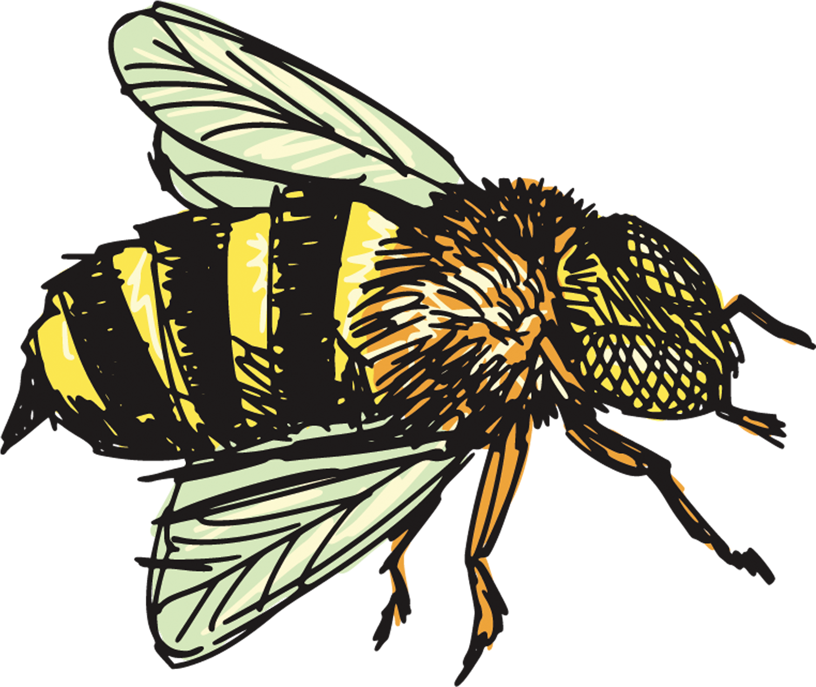 Insect Bee Drawing Clip Art - Bee Drawing Png (2362x2362)