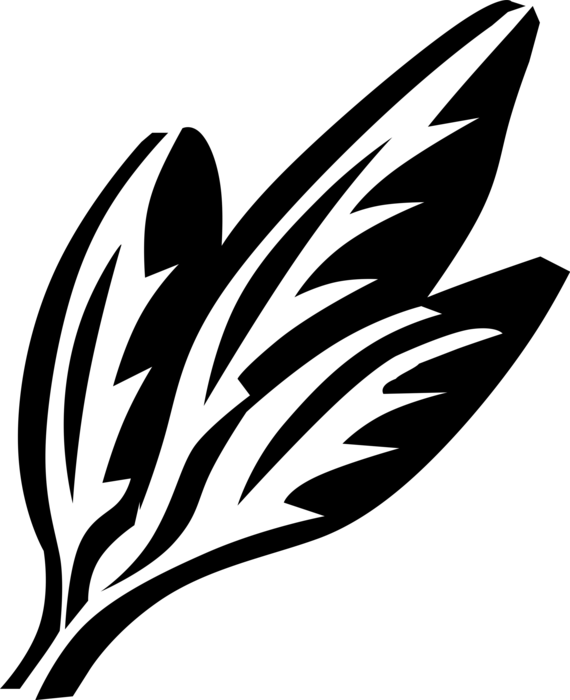 Vector Illustration Of Summer Savory Annual Herb Spice - Vector Illustration Of Summer Savory Annual Herb Spice (570x700)