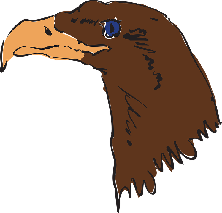 Brown Bear Clipart Orange Bird - Eagle (748x720)