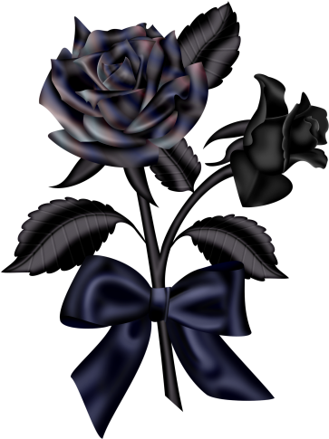 Roses 2 - ดอก กุหลาบ สี ขาว ใน ความ มืด (377x492)