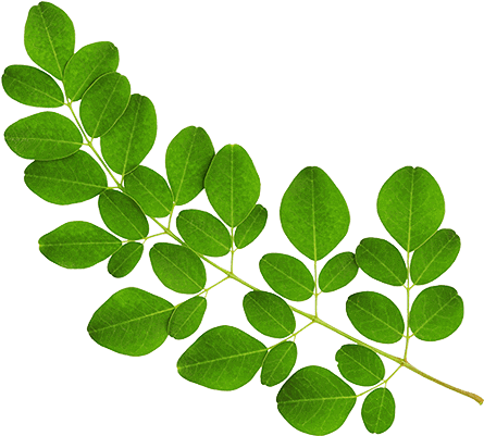 Moringaoleifera - Moringa Carrier Oil 30ml (500x500)