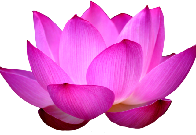 Blue Rose Clipart Blue Lotus - Sacred Lotus (640x480)