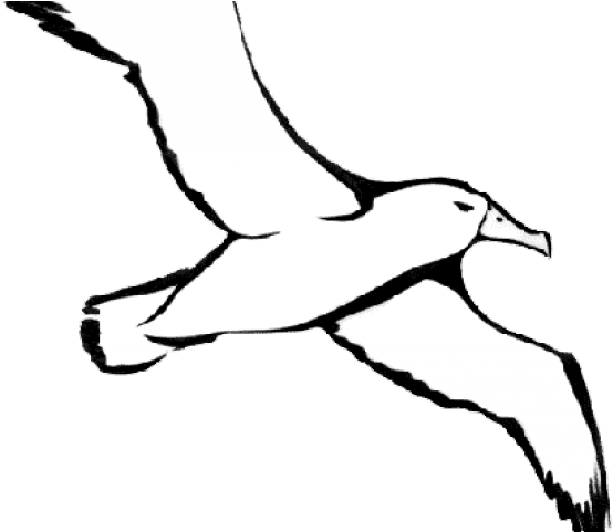 Albatross Clipart Black And White - Albatross Drawing (640x480)