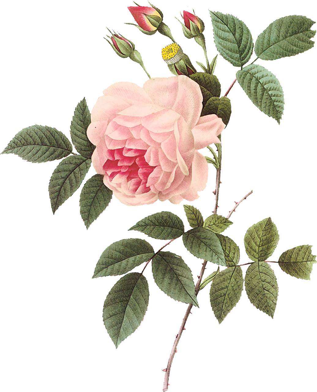 Vintage Rose Botanical Illustration - Vintage Rose Botanical Illustration (1036x1280)