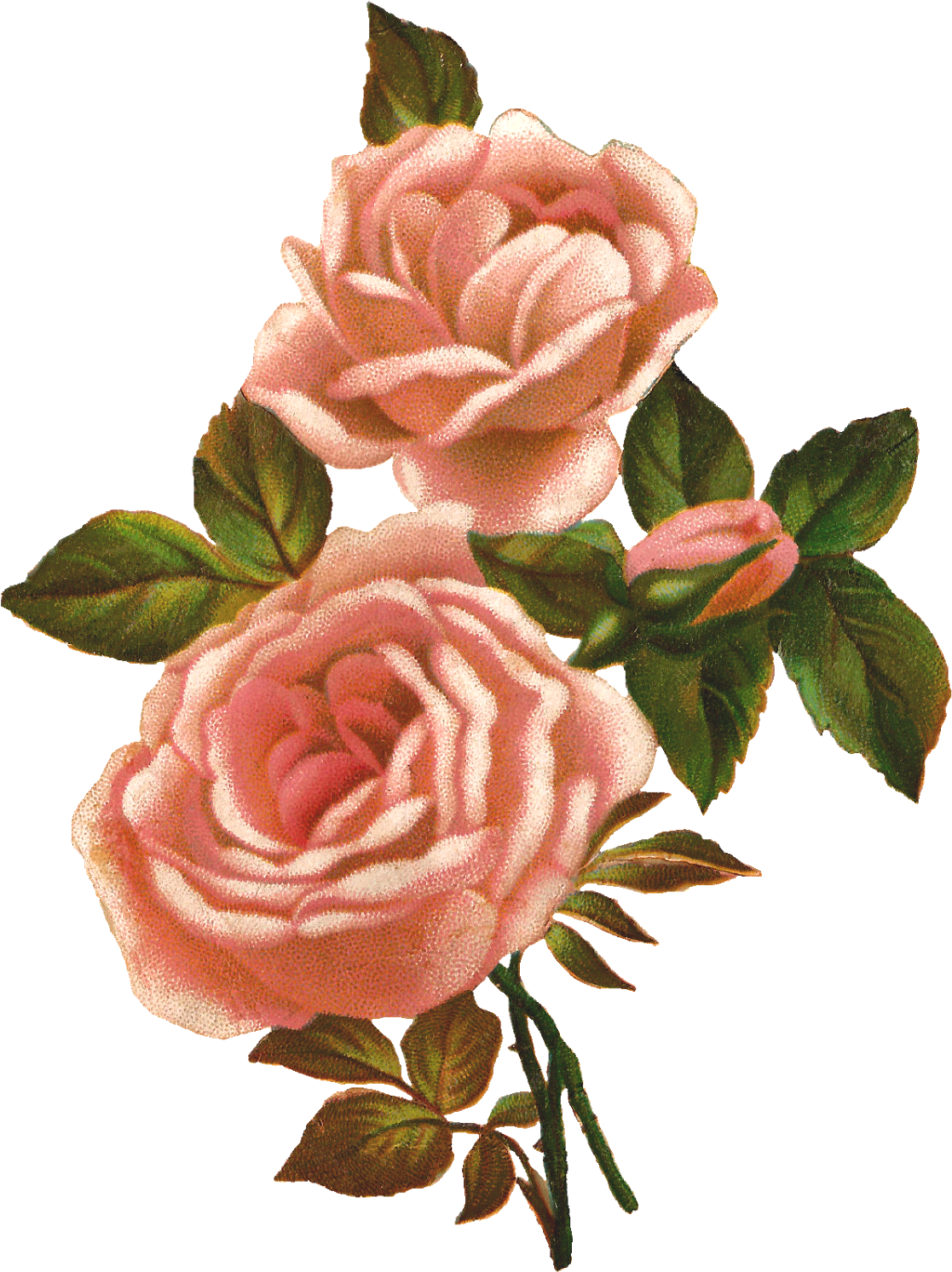 Rose Illustration - Photo - Vintage Roses Clip Art (1250x1600)