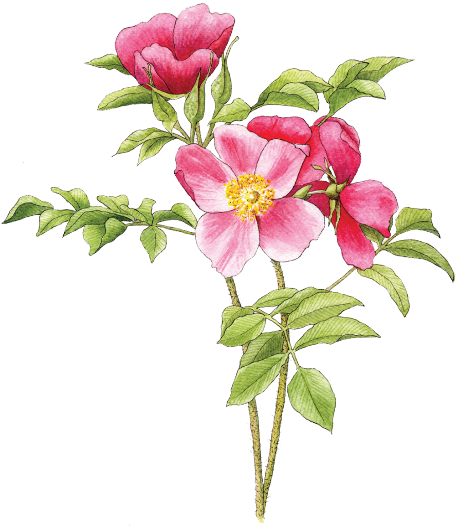 Illustration By Helen Krayenhoff - Beach Rose (891x1024)