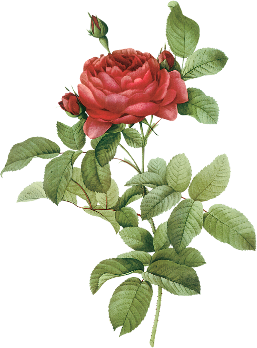 French Rose Botanical Illustration Botany Flower Drawing - French Rose Botanical Illustration Botany Flower Drawing (889x1200)
