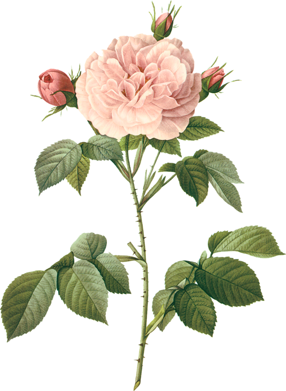'vintage Illustration Of A Pale Pink Rose - Botanical Photos White Flowers (585x800)