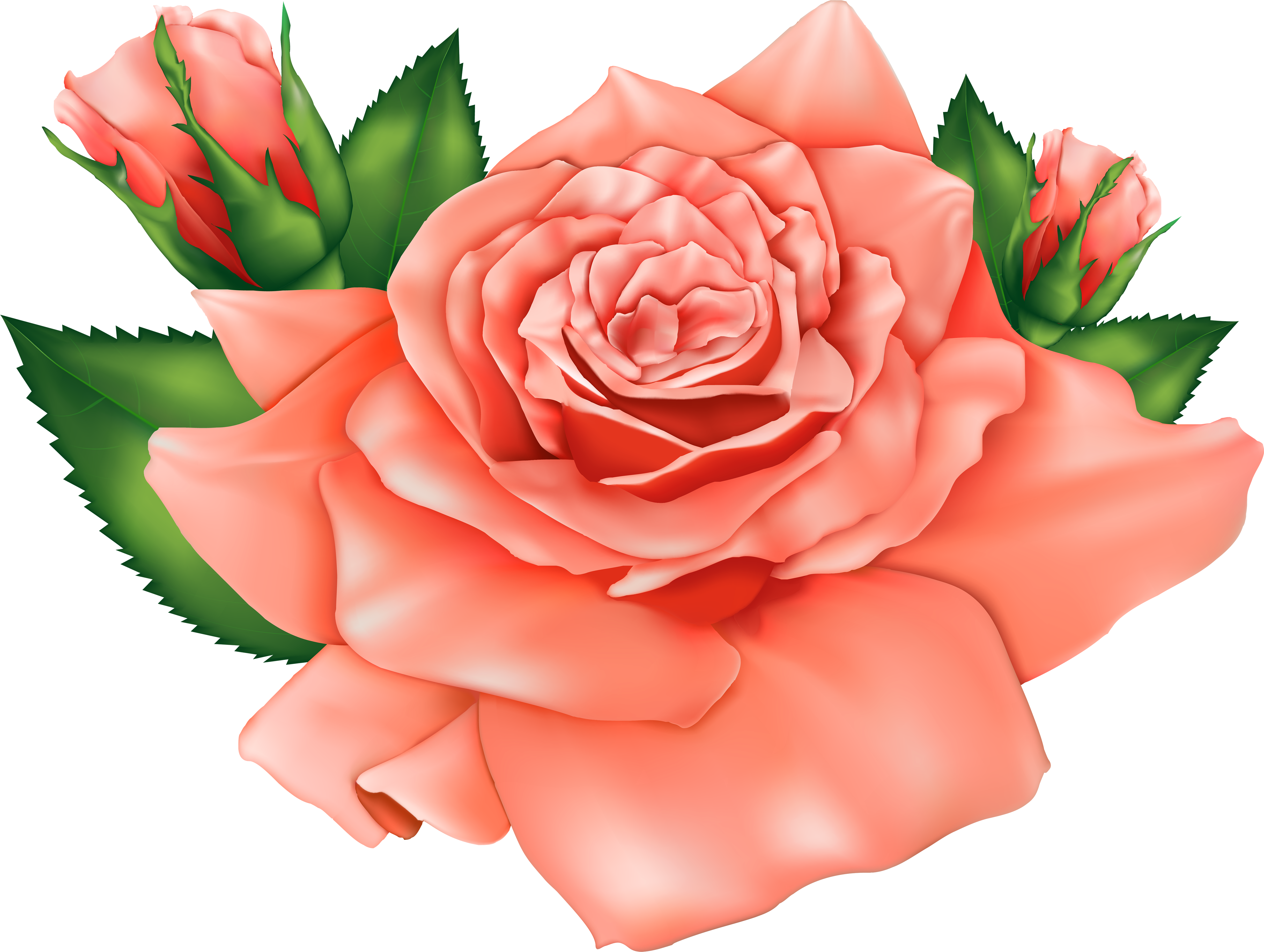 Orange Flower Clipart Orange Rose - Peach Rose Roses Clipart (5000x3766)