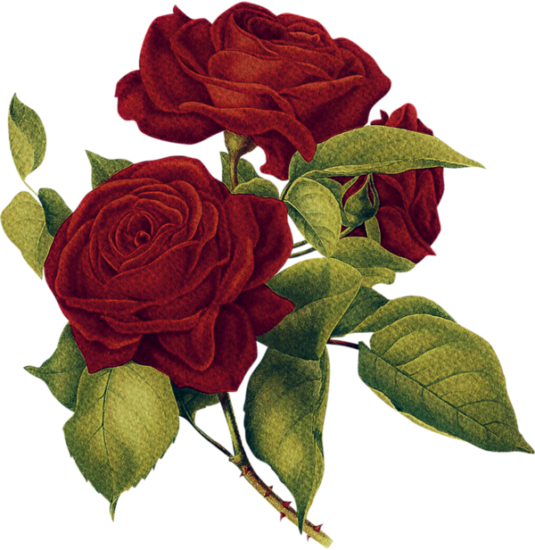 Centifolia Roses Rosa Palustris Hybrid Tea Rose Illustration - Amber Earrings Genuine Amber Rose Style Stud Earrings (600x616)