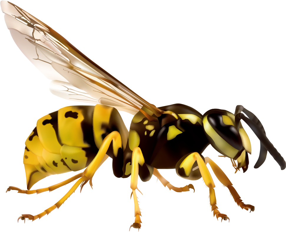 Japanese Giant Hornet European Hornet Vespa Simillima - Wasp Clipart (1000x1000)