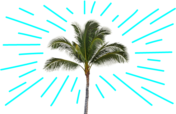 How One Ambitious Schools Chief Rescued America's Fourth-largest - Palm Tree White Background (600x375)