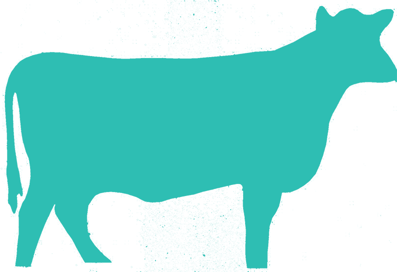 Beef 6 - - Cattle (800x600)