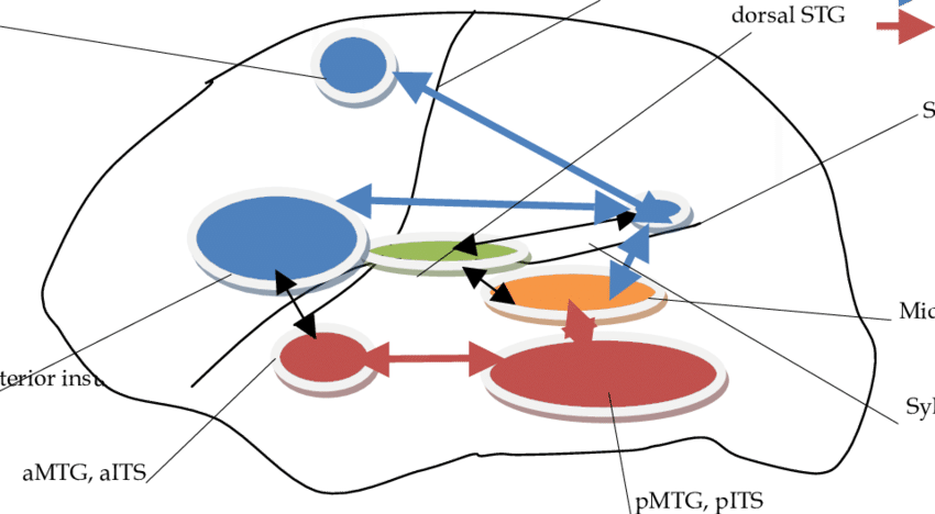 The Relevant Brain Areas In The Dual-stream Model Of - Lateralization Of Brain Function (850x468)
