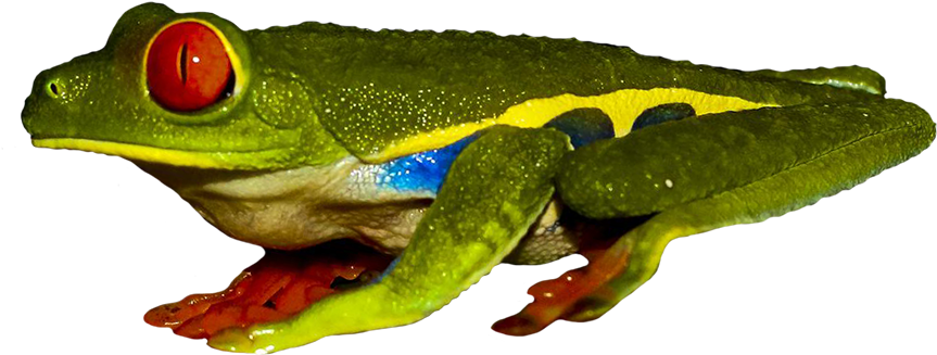 Red Eyed Tree Frog Clipart Transparent - Red-eyed Tree Frog (945x519)