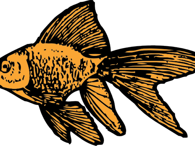 Gold Fish Clipart Fish Fin - Goldfish Clip Art (640x480)