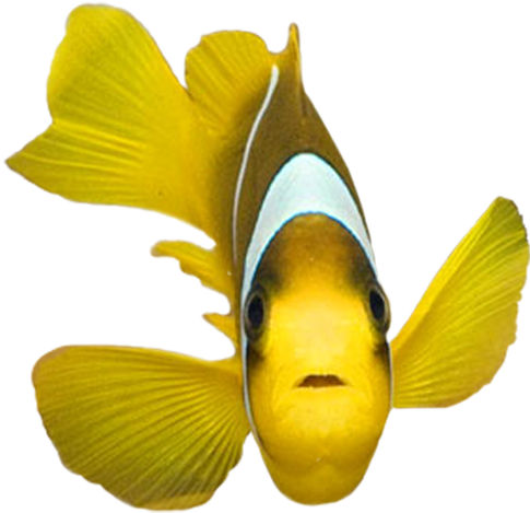 Front Face Fish Clipart - Fish Png Front (500x500)