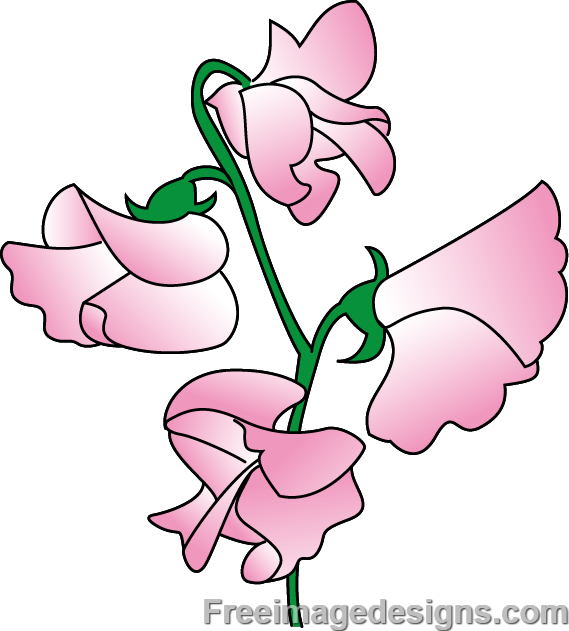Sweetpea Flowers Image Design Download Free Image Tattoo - Sweet Pea Flower Design (569x631)