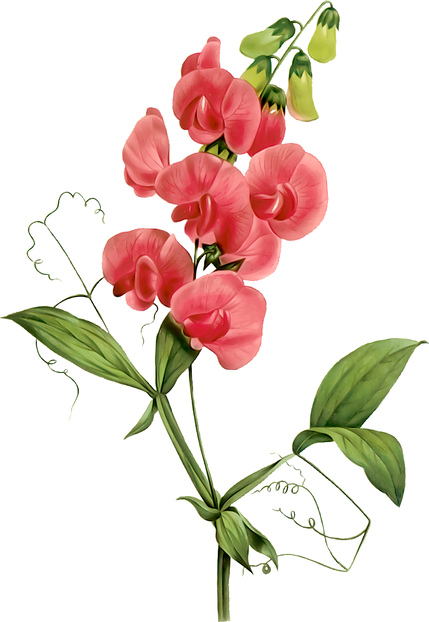 Sweet Pea Clip Art - Sweet Peas Clip Art (875x1269)