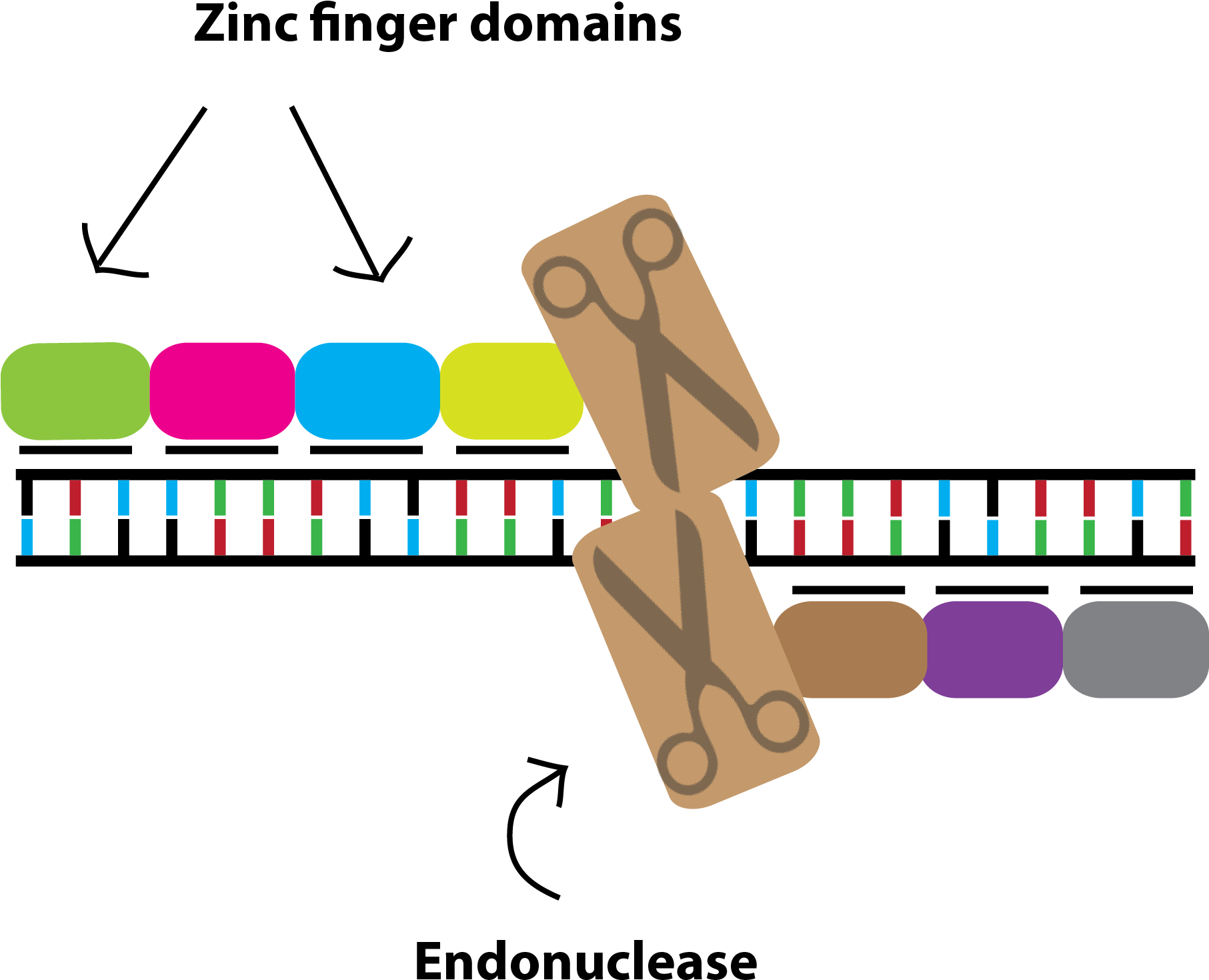 Remember That The Zinc Finger Domain Needs To Be Made - Graphic Design (1812x1498)