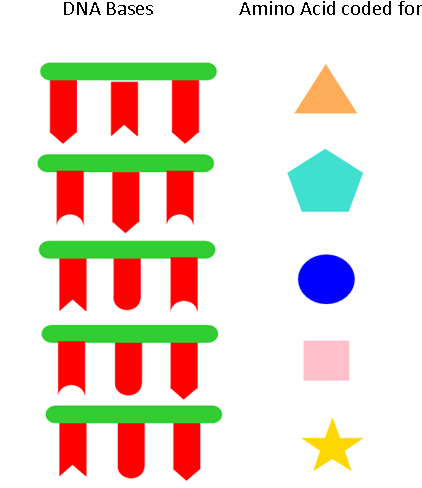 Biology Warm Up Translation Notes Finish Dna Structure - Caballo De Carrera Silueta (454x500)