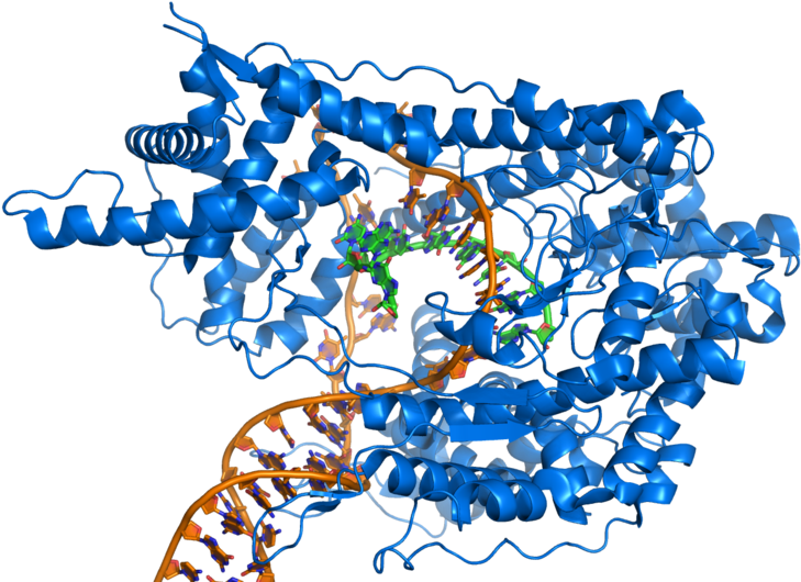 Rna Polymerase Producing Mrna From A Double-stranded - Rna Polymerase (800x554)