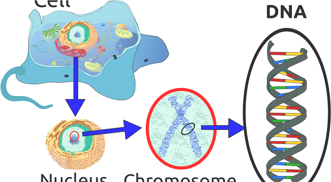 Dna In A Cell (1200x630)
