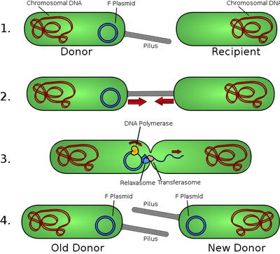 Bacterial Conjugation And Transfer Of F Plasmid - Bacterial Conjugation (400x362)