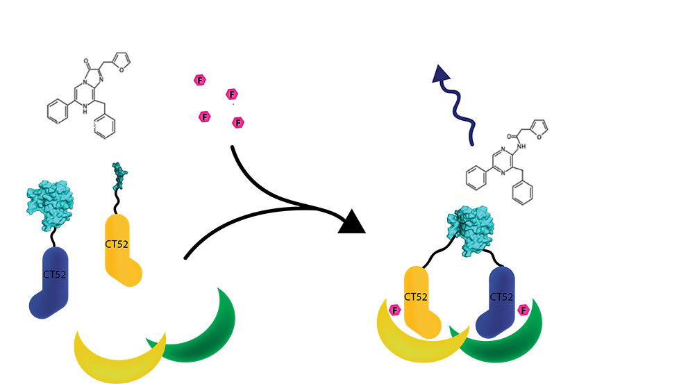 A Schematic Representation Of How Our Scaffold Protein - Graphic Design (1000x573)