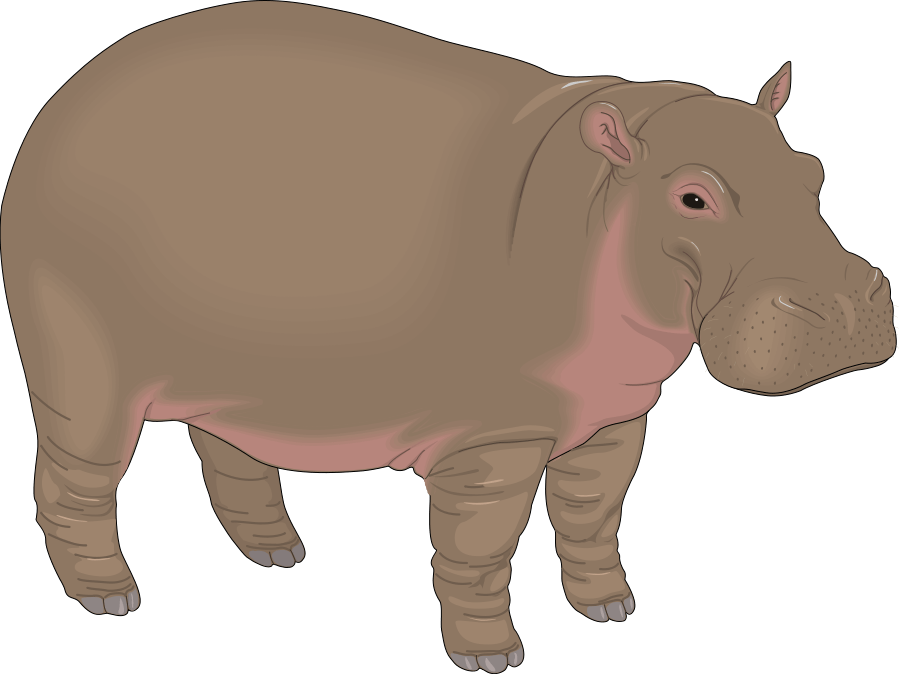 Hippopotamus Clipart - Hippopotamus Clipart (900x674)
