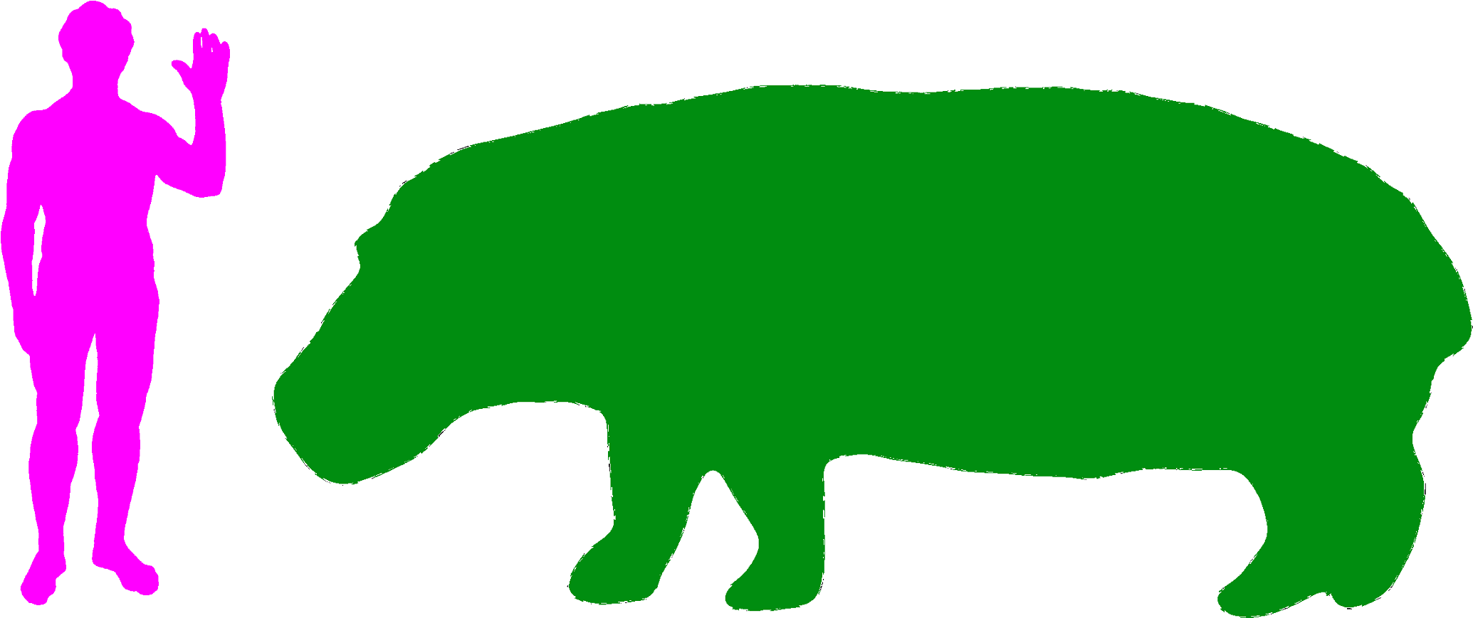 The Hippopotamus Is The Fifth Largest Land Animal - Giraffe Compared To Human (2157x921)