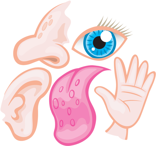 The Five Senses R - Different Sense Organs (504x480)