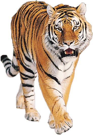 Pin Tiger Clipart Png - Tiger Png (367x530)