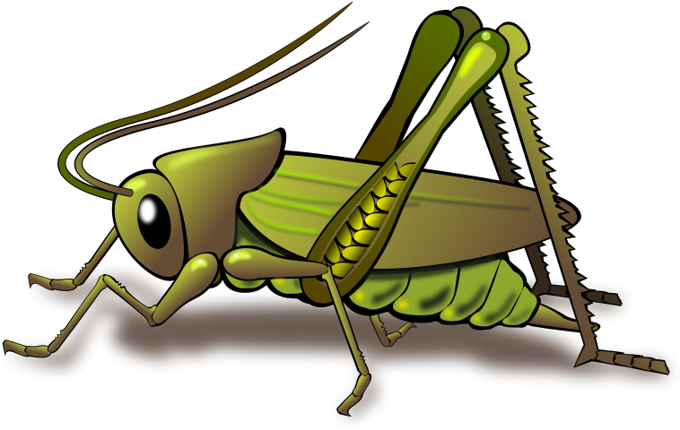 Images Of Crickets - Cricket Insect Png (800x490)