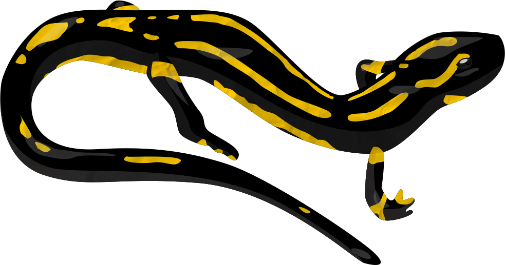 Salamander Png Transparent Image - Salamander Clipart Png (983x517)