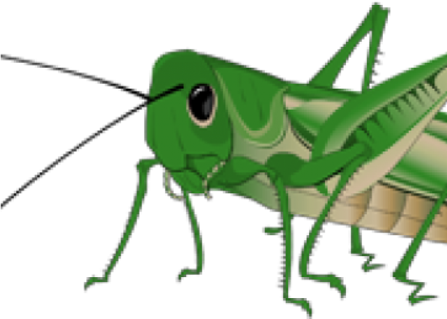 Grasshopper Clipart Transparent - Grasshopper (640x480)