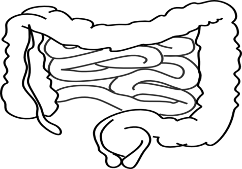 Cartoon Intestines Clip Art At Vector Online - Intestines Coloring (476x333)