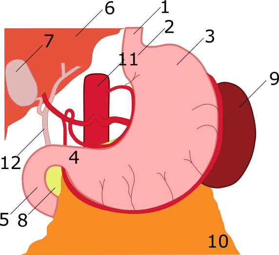 Anatomy Of Stomach Numbered - Anatomy Of Stomach (572x522)