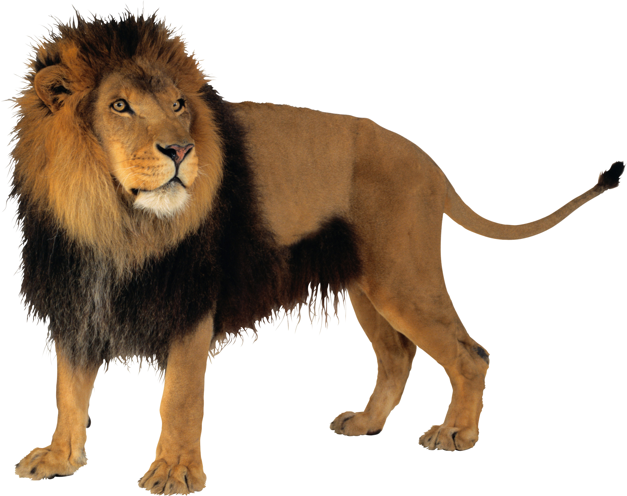 Lion Clipart Transparent Background - Babbar Sher Png (2134x1688)
