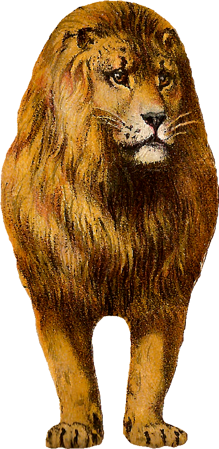 Free Digital Lion Clip Art Animal Graphic Front - Lion (580x1022)