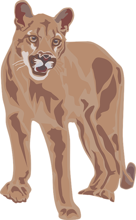 Mountain Lion Clipart - Mountain Lion Clipart (447x720)