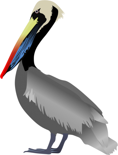 Peruvian Pelican Pictures Png Images - Brown Pelican (400x526)