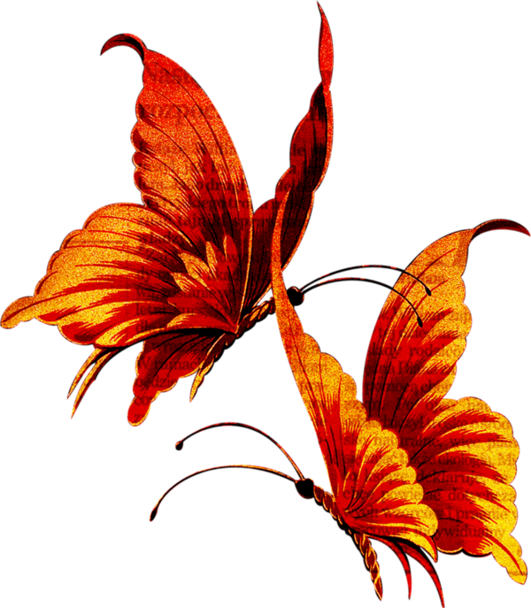 Clipart Butterflies - Пеперуда Гиф (600x687)