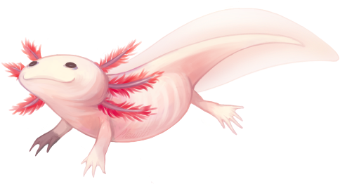 Axolotl Drawing - Axolotl Drawing (500x267)