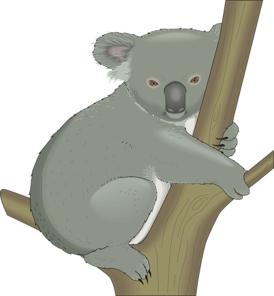 Com/en/koala Australia Tree Hug Branch 48376/ - Koala Free Vector (539x582)