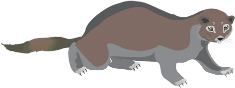 Animated Weasel By Stepa - Weasel Animation (500x310)